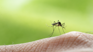 Mosquito Magnet FAQ répulsif à moustiques